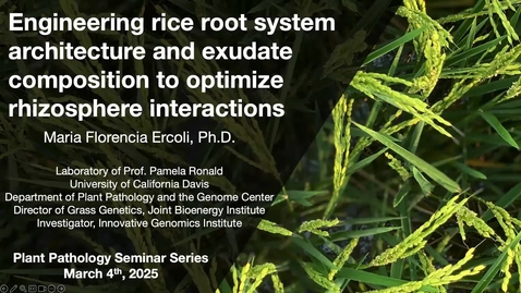 Thumbnail for Maria Florencia Ercoli - Engineering rice root system architecture and exudate composition to optimize rhizosphere interactions