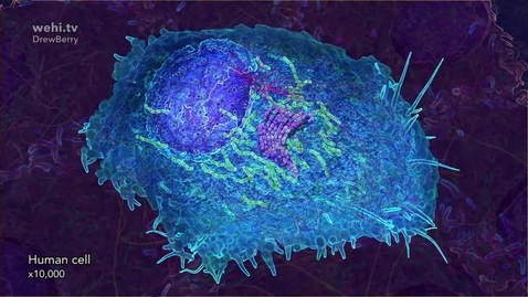 Thumbnail for DNA animations by wehi.tv for Science-Art exhibition
