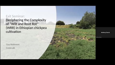 Thumbnail for Guy Robinson - Deciphering the Complexity of Wilt and Root Rot (WRR) in Ethiopian chickpea cultivation