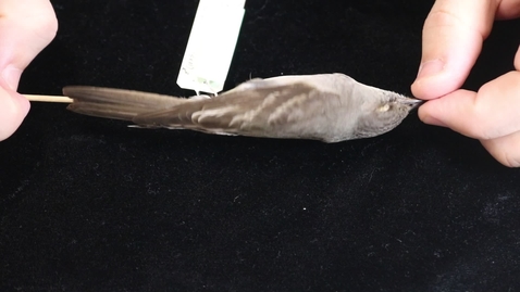 Thumbnail for WFC111L_Specimen_videos_Western_Wood-Pewee