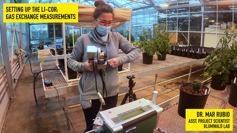 Thumbnail for PLS100BL Lab 6 Hormonal Regulation of Plant Growth (GA &amp; ABA) Experimental Demo 2