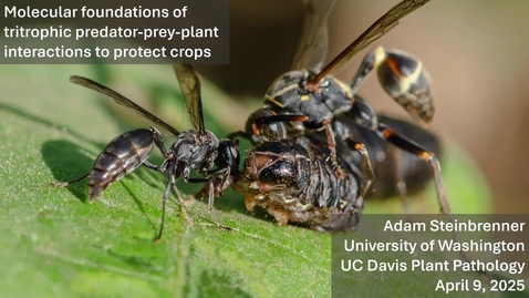 Thumbnail for Adam Steinbrenner - Molecular foundations of tritrophic predator-prey-plant interactions to protect crops