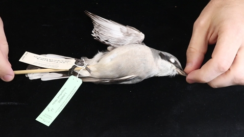 Thumbnail for WFC111L_Specimen_videos_Loggerhead_Shrike