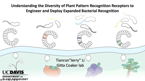 Thumbnail for Jerry Li - Exit Seminar - Understanding the diversity of plant pattern recognition receptors to engineer and deploy expanded bacterial recognition