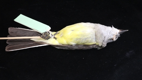 Thumbnail for WFC111L_Specimen_videos_Western_Kingbird