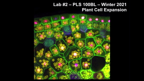 Thumbnail for PLS100BL Lab 2: Plant Cell Expansion
