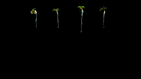 Thumbnail for feb214426-sup-0002-videos2