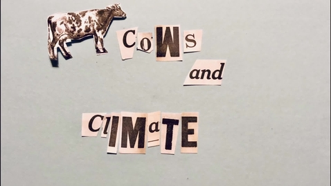 Thumbnail for Cows