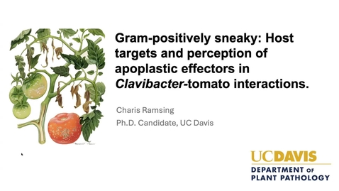 Thumbnail for Charis Ramsing - Gram-Positively sneaky: Host targets and perception of apoplastic effectors in Clavibacter-tomato interactions