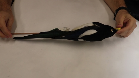 Thumbnail for WFC111L_Specimen_videos_Yellow-billed_Magpie