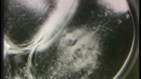 Thumbnail for Shinya Inoué captures cell division with polarized light