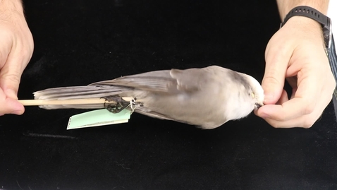Thumbnail for WFC111L_Specimen_videos_Canada_Jay