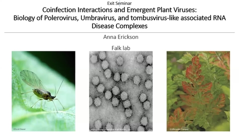 Thumbnail for entry Anna Erickson Exit Seminar - Coinfection interactions and emergent plant viruses: biology of polerovirus, umbravirus, and tlaRNA diseases complexes
