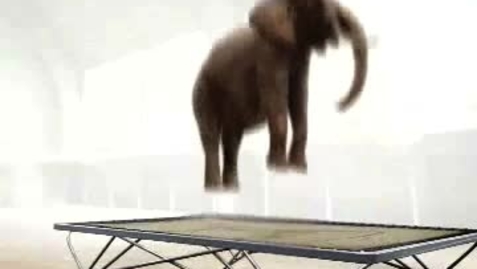 Thumbnail for entry elephant jumping on a trampoline