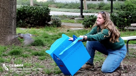 Thumbnail for California Raptor Center release