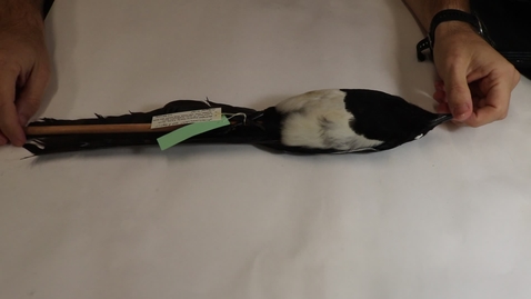 Thumbnail for entry WFC111L_Specimen_videos_Black-billed_Magpie