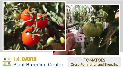 Thumbnail for Art of Tomato Breeding