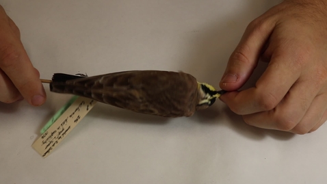 Thumbnail for WFC111L_Specimen_videos_Horned_Lark