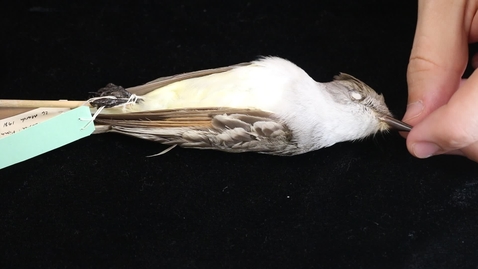 Thumbnail for WFC111L_Specimen_videos_Ash-throated_Flycatcher