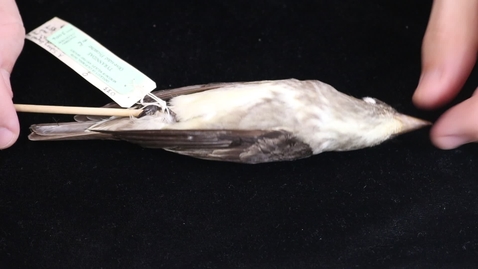 Thumbnail for WFC111L_Specimen_videos_Olive-sided_Flycatcher