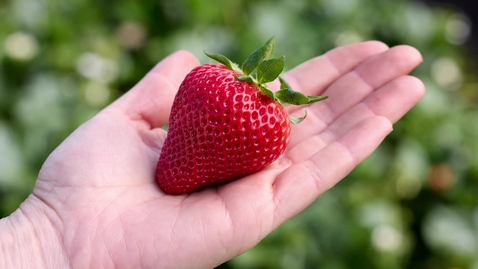 Thumbnail for Fourm: Breeding the Best Strawberries