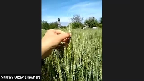 Thumbnail for Wheat Field Phenotyping