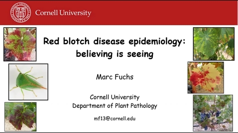 Thumbnail for entry Red Blotch Disease Epidemiology, Believing is Seeing