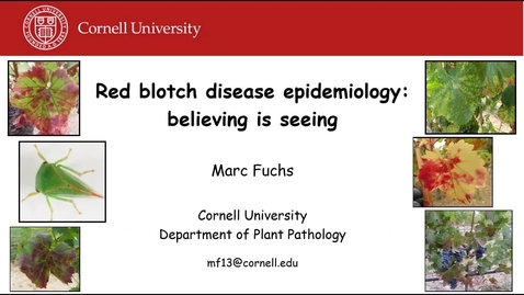 Thumbnail for Red Blotch Disease Epidemiology, Believing is Seeing