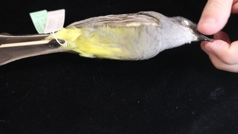 Thumbnail for WFC111L_Specimen_Videos_Cassin's_Kingbird.MP4