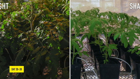 Thumbnail for PLS100BL Lab 5: Plant Growth Analysis Demo