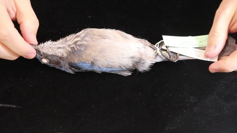 Thumbnail for WFC111L_Specimen_videos_Woodhouse's_Scrub-Jay