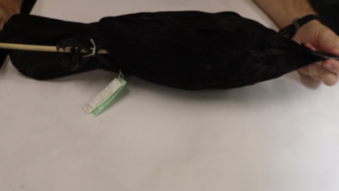 Thumbnail for entry WFC111L_Specimen_videos_Common_Raven