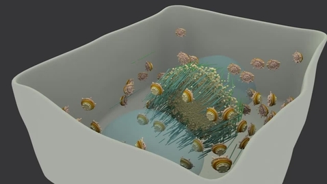 Thumbnail for How Plant Cells Divide (Cytokinesis)