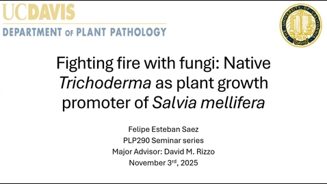 Thumbnail for Felipe Sáez Cortez - Fighting fire with fungi: Native Trichoderma as plant growth promoter of Salvia mellifera