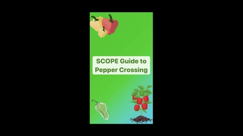 Thumbnail for entry FINAL SCOPE Pepper Crossing