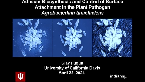 Thumbnail for entry Clay Fuqua - Adhesin biosynthesis and control of surface attachment in the plant pathogen Agrobacterium tumefaciens