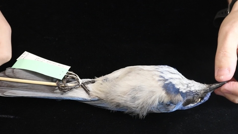 Thumbnail for WFC111L_Specimen_videos_California_Scrub-Jay