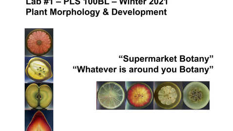Thumbnail for PLS100BL Lab 1: Plant Morphology &amp; Development