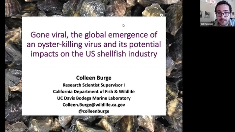 Thumbnail for BML - Dr. Colleen Burge: Gone viral, the global emergence of an oyster-killing virus and its potential impacts on the shellfish industry