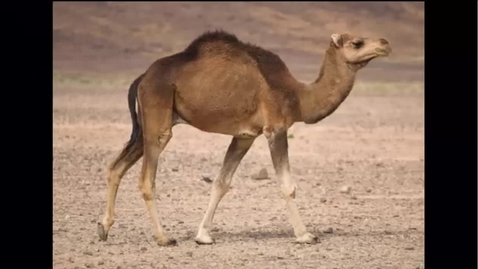 Thumbnail for HUMP-day Remix