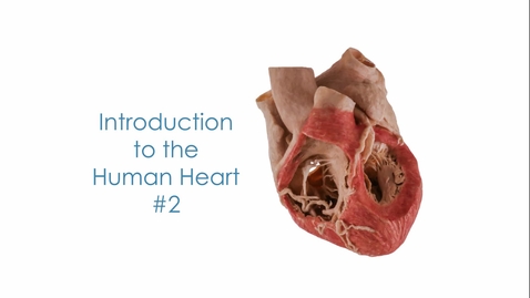 Thumbnail for entry Intro to the Human Heart Anatomy 2_Stashenko 2019