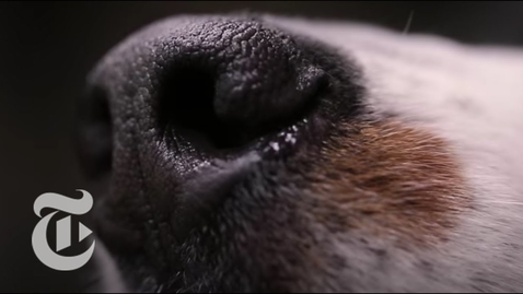 Thumbnail for How to Give a Better Speech: Talk to a Dog | The New York Times