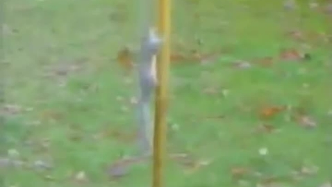 Thumbnail for Squirrel Obstacle Course