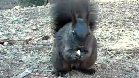 Thumbnail for Squirrel Eating Nuts