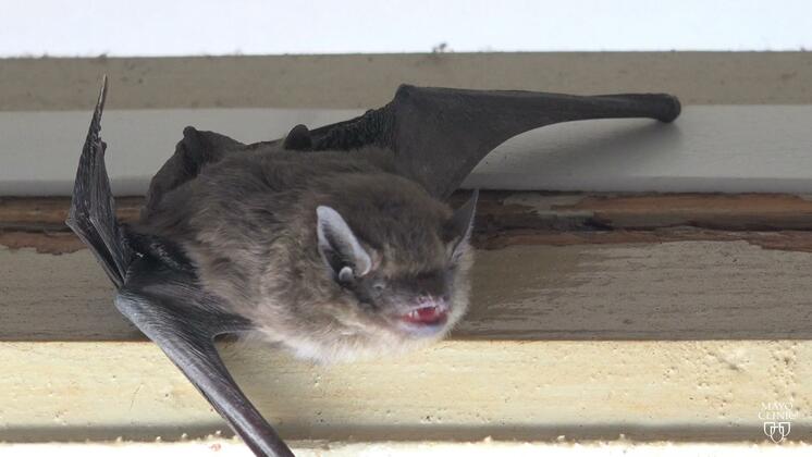 rabies in bats