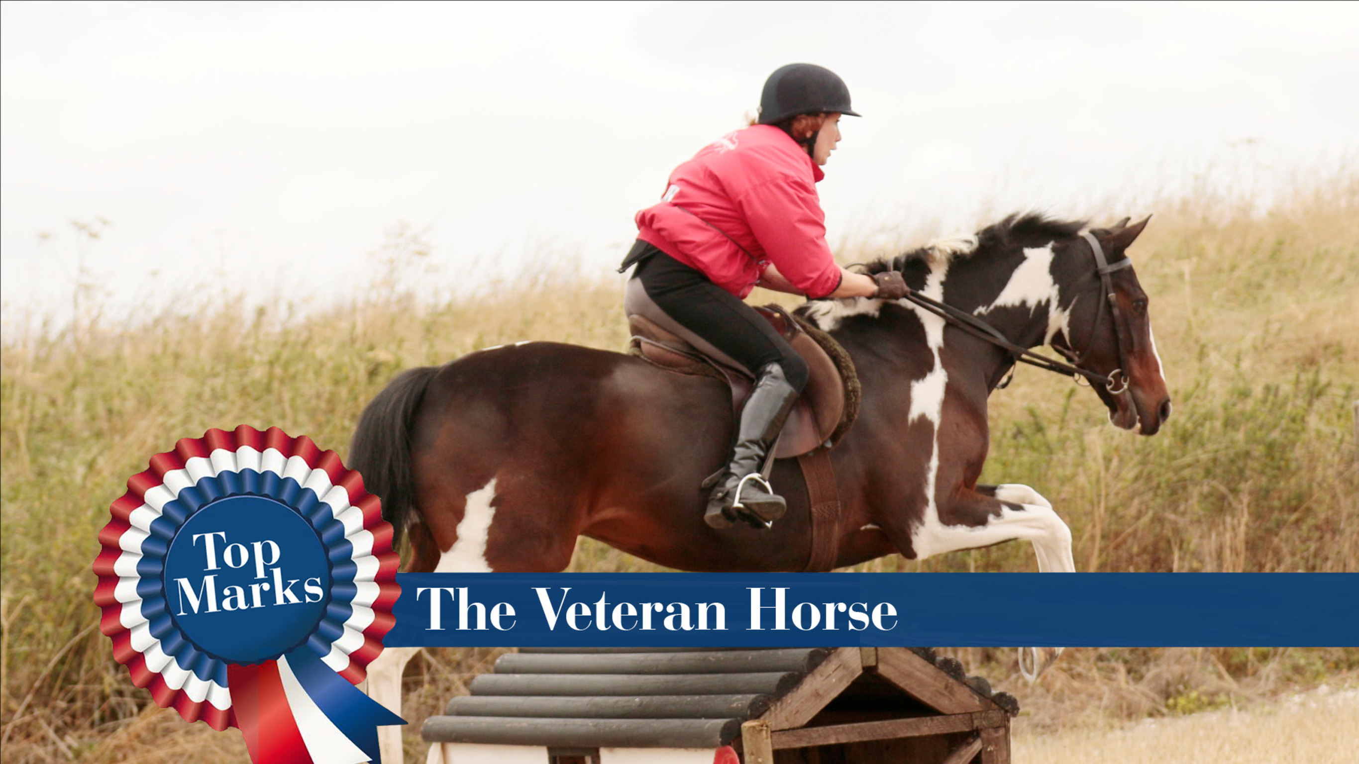 Top Marks: The Veteran Horse