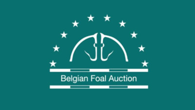 Belgian Foal Auction 2024 Helchteren Belgium
