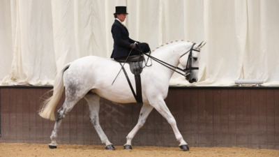 National Side Saddle Show 2024 Addington Equestrian