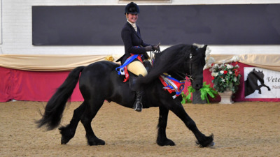 Veteran Horse Society National Championships 2024 Arena UK