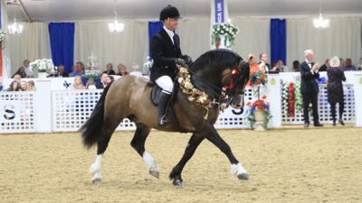 BSPS Heritage Championship Show 2025 Arena UK